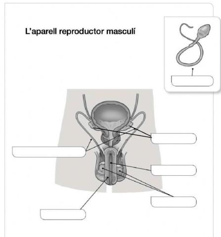 Aparell reproductor masculí