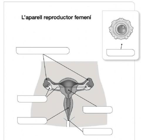Els òrgans de l'aparell reproductor femení