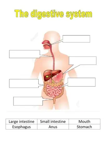 Digestive System