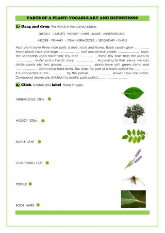 Parts of a plant