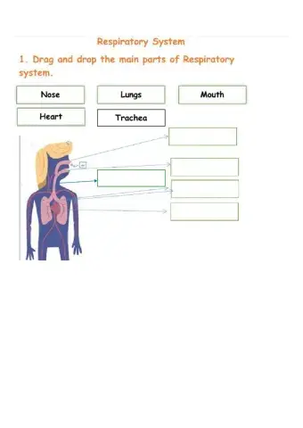 Respiratory system