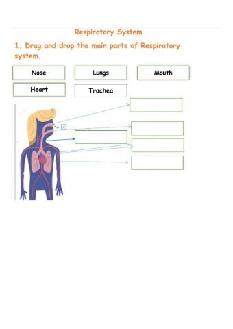 Respiratory system