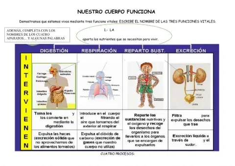 Las funciones vitales.