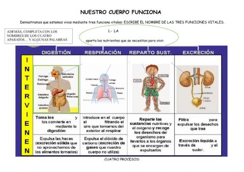 Las funciones vitales.