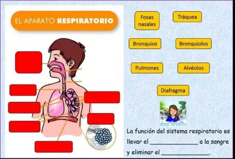 El aparato respiratorio