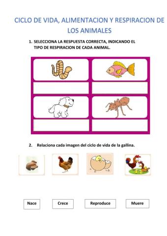 Ciclo de vida de los animales: alimentacion y respiración