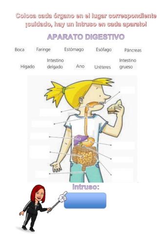 La Nutrición (seres humanos). Aparatos y órganos