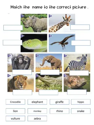 Safari animals