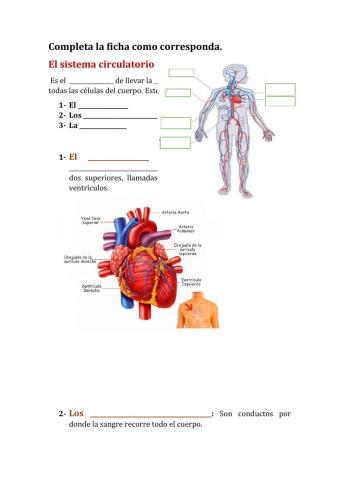 El sistema circulatorio