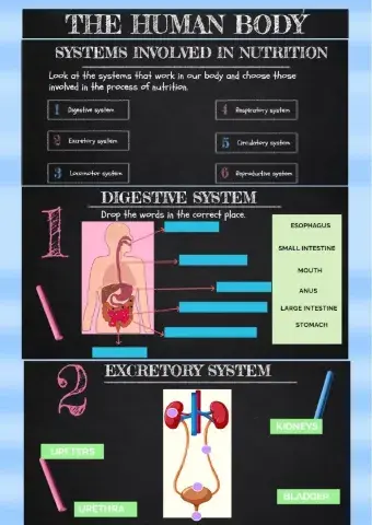 Human Body: Nutrition