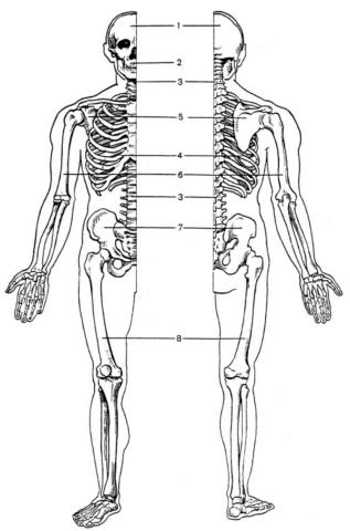 Скелет людини