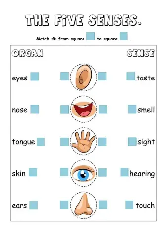 The five senses.