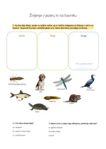 Življenje v jezeru in na travniku