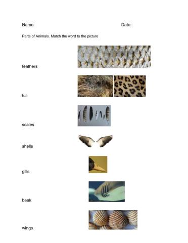 Animal Body Parts and Animal Classification