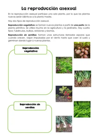 La reproducción asexual de las plantas