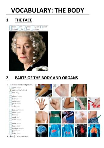 Vocabulary: the body