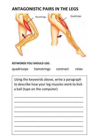 Leg Antagonistic Muscle Pair