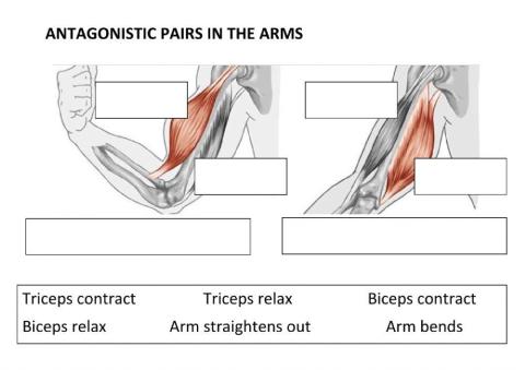 Antagonistic Muscle pairs in the arm