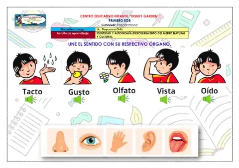 Los órganos de los sentidos