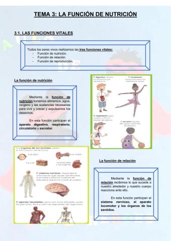 Funciones vitales