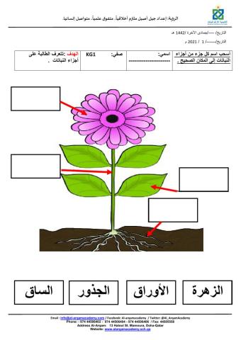 اجزاء النبات