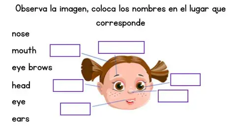 Las partes de la cara