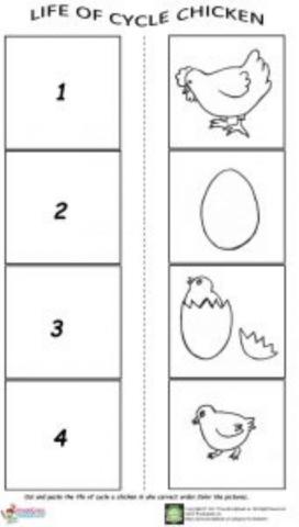 Ckicken life cycle