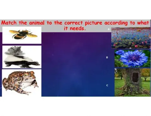 Plant and Animal Habitats, Shelter and Needs