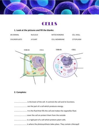 Animal cell vs plant cell