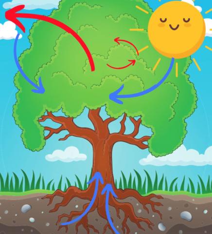 HVordan planter fungerer