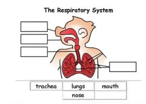 The respiratory system
