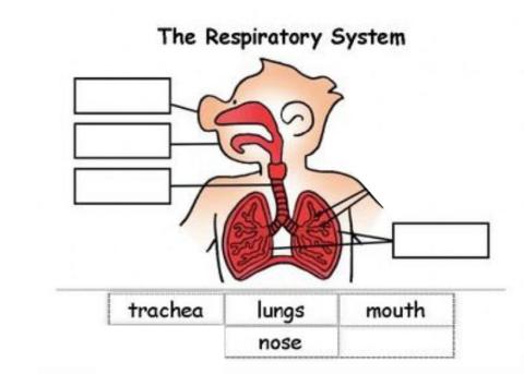 The respiratory system