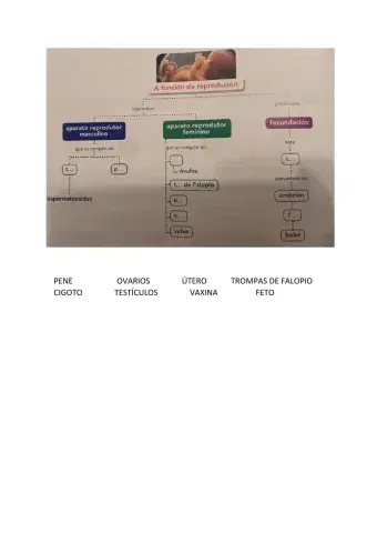 Esquema reproduccion