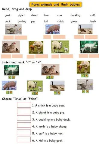 Farm animals and their babies