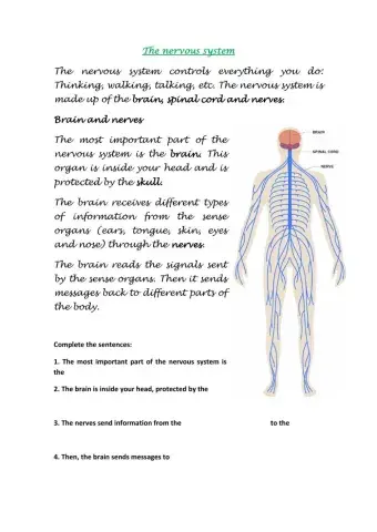 The nervous system