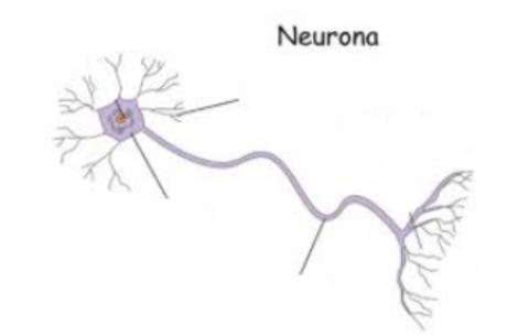 Partes de la neurona