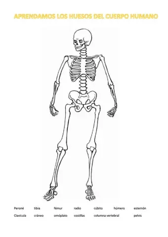 Los huesos del cuerpo humano