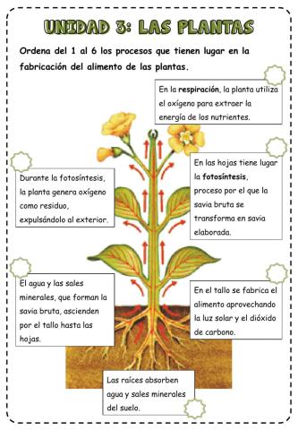 La nutrición de las plantas