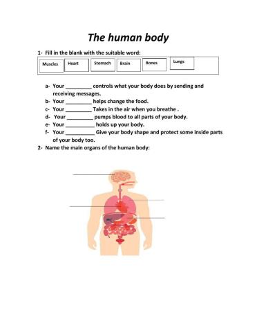the human body