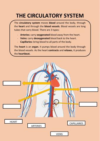 Circulatory system