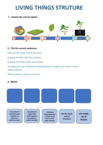 Levels or organization of living things