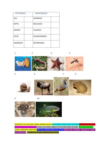 Clasificar seres vivos