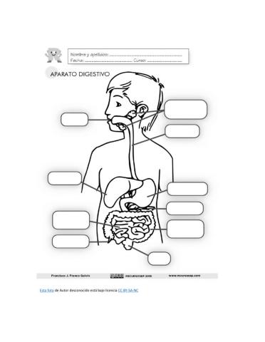 Partes del sistema digestivo