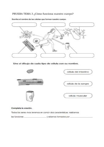 Cómo funciona nuestro cuerpo