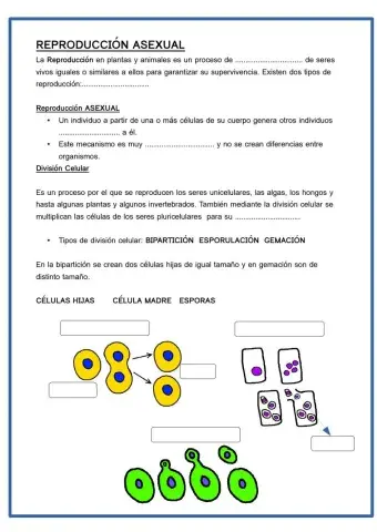 Reproducción asexual