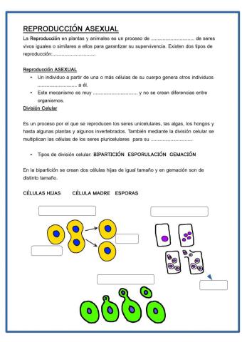 Reproducción asexual