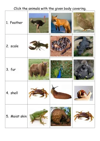 Body coverings of animals