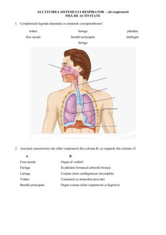 Sistem respirator-fisa activitate