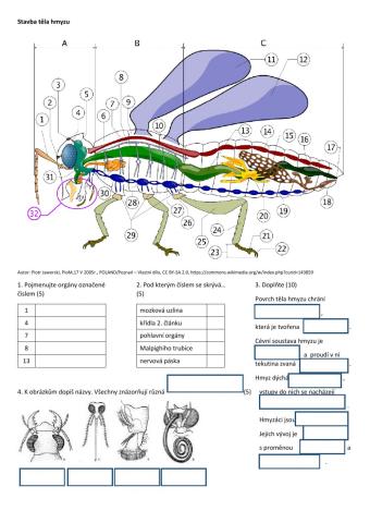 Stavba těla hmyzu