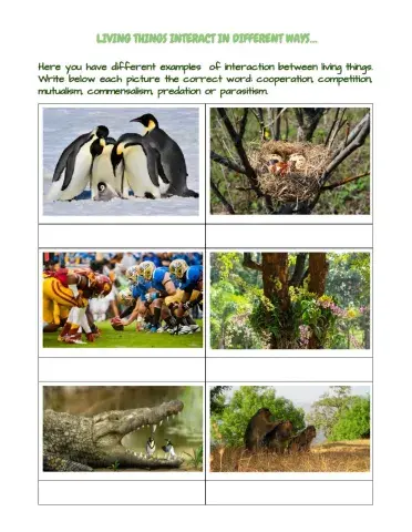 Interactions between living things.